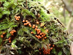 Hemitrichia decipiens