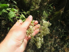 Eupatorium pubescens