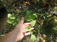 Eupatorium pubescens