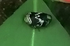 Clastoptera obtusa