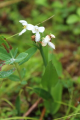 Platanthera blephariglottis
