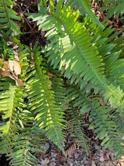 Polystichum munitum