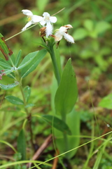 Platanthera blephariglottis