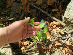 Scutellaria lateriflora