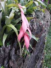 Billbergia