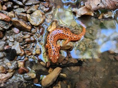 Pseudotriton ruber