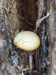 Tricholomopsis