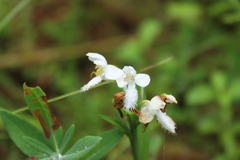 Platanthera blephariglottis