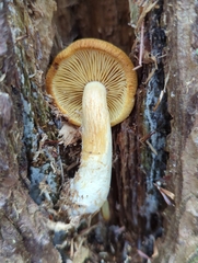 Tricholomopsis