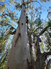Eucalyptus globulus