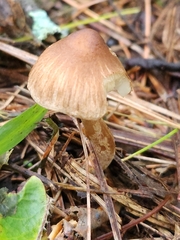 Pseudosperma sororium