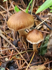 Pseudosperma sororium