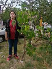 Cnidoscolus aconitifolius