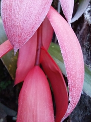 Billbergia
