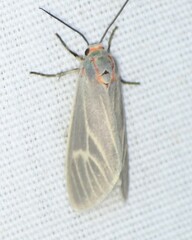 Pygarctia pterygostigma