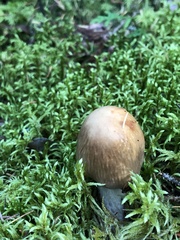 Cortinarius caperatus