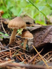 Pseudosperma sororium