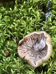 Cortinarius caperatus