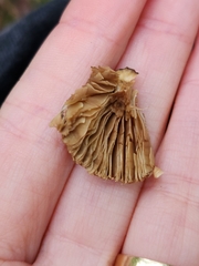 Pseudosperma sororium