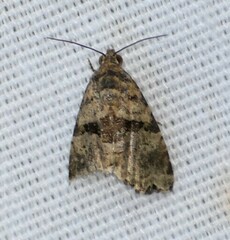 Cobubatha metaspilaris