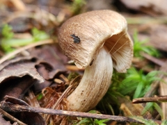 Pseudosperma sororium