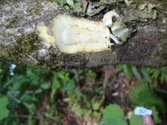 Phyllonoma laticuspis