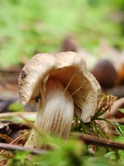 Pseudosperma sororium