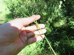 Paspalum repens