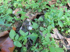 Mazus pumilus