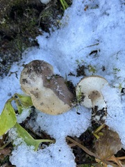 Lactarius caespitosus
