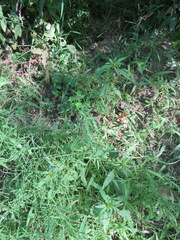 Paspalum repens