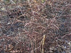 Pellaea andromedifolia