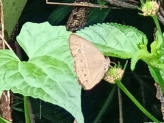Mycalesis mineus