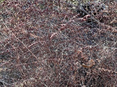 Pellaea andromedifolia