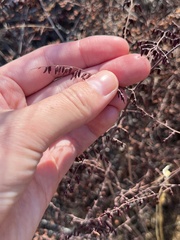 Pellaea andromedifolia