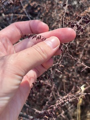 Pellaea andromedifolia