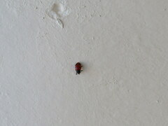 Endomychus biguttatus