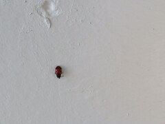 Endomychus biguttatus