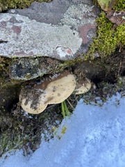 Lactarius caespitosus