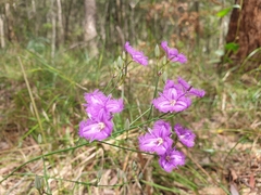 Thysanotus tuberosus