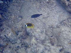 Chaetodon lunula