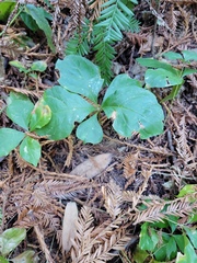 Lysimachia latifolia