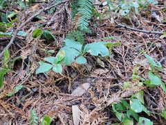 Lysimachia latifolia