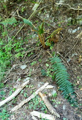 Polystichum vestitum
