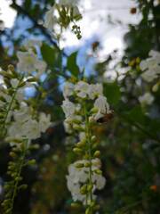 Citharexylum spinosum
