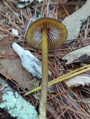 Entoloma luteum