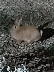 Sylvilagus audubonii