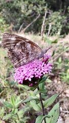 Libytheana carinenta mexicana