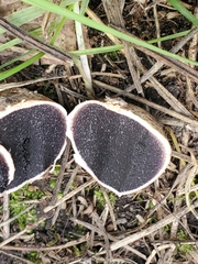 Scleroderma citrinum