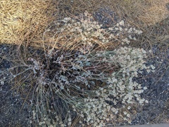 Eriogonum niveum